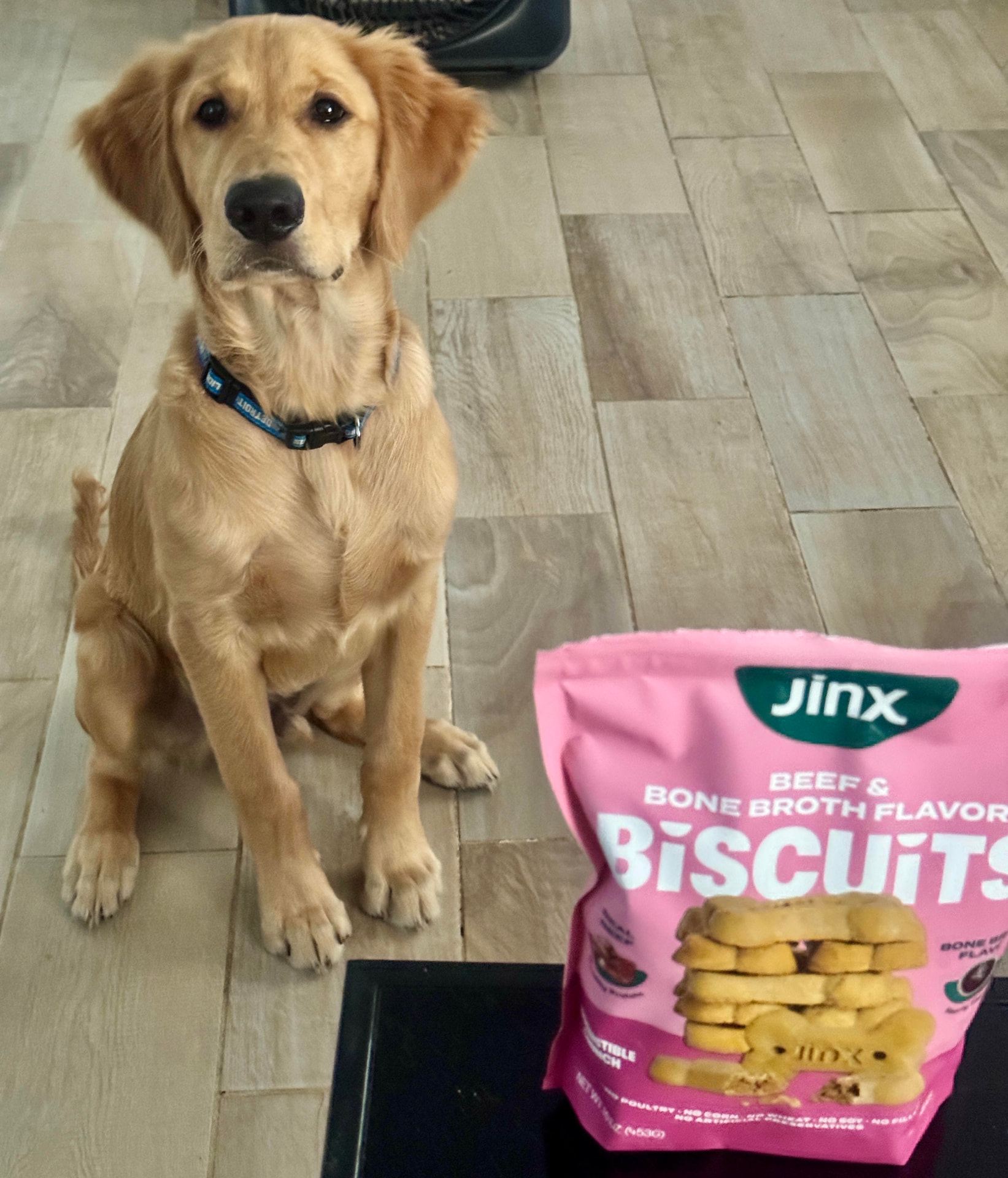 Golden retriever puppy with Jinx dog biscuits — example of pet brand UGC content